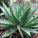 10 PCS Seeds ALOE burgersfortensis Garden Plants Rare Potted Plants 10 PCS Seeds ALOE burgersfortensis Garden Plants Rare Potted Plants