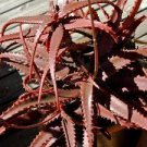 5 PCS Seeds ALOE CAMERONI Red Aloe Vera Succulents Garden Plants