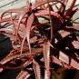 5 PCS Seeds ALOE CAMERONI Red Aloe Vera Succulents Garden Plants