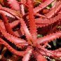 5 PCS Seeds ALOE CAMERONI Red Aloe Vera Succulents Garden Plants