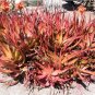 5 PCS Seeds ALOE CAMERONI Red Aloe Vera Succulents Garden Plants