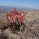 10 PCS Seeds Aloe chabaudii Succulent Garden Plants