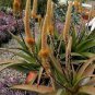 10 PCS Seeds Aloe chabaudii Succulent Garden Plants