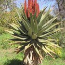 10 PCS Seeds Aloe chabaudii Succulent Garden Plants