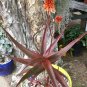 10 PCS Seeds Aloe chabaudii Succulent Garden Plants