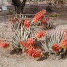 10 PCS Seeds Aloe Claviflora Kraal Aloe Garden Plants 10 PCS Seeds Aloe Claviflora Kraal Aloe Garden Plants