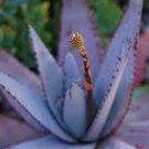 10 PCS Seeds Aloe cryptopoda Succulents Garden Plants 10 PCS Seeds Aloe cryptopoda Succulents Garden Plants