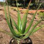 10 PCS Seeds Aloe cryptopoda Succulents Garden Plants