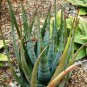10 PCS Seeds Aloe cryptopoda Succulents Garden Plants