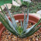 10 PCS Seeds ALOE compressa v schistophylla Succulents Garden Plants 10 PCS Seeds ALOE compressa v schistophylla Succulents Garden Plants