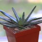 10 PCS Seeds ALOE compressa v schistophylla Succulents Garden Plants