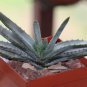 10 PCS Seeds ALOE compressa v schistophylla Succulents Garden Plants