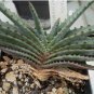 10 PCS Seeds ALOE compressa v schistophylla Succulents Garden Plants