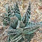 10 PCS Seeds Aloe Elegans Succulents Garden Plants 10 PCS Seeds Aloe Elegans Succulents Garden Plants