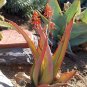 10 PCS Seeds Aloe Elegans Succulents Garden Plants
