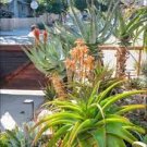 10 PCS Seeds Aloe excelsa Succulents Garden Plants 10 PCS Seeds Aloe excelsa Succulents Garden Plants