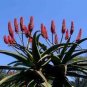 10 PCS Seeds Aloe excelsa Succulents Garden Plants