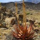 10 PCS Seeds Aloe Gariepensis Gariep River Aloe succulent rare agave cactus