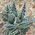 10 PCS Seeds Aloe gilbertii Succulents Garden Plants 10 PCS Seeds Aloe gilbertii Succulents Garden Plants