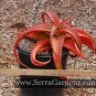 10 PCS Seeds Aloe gilbertii Succulents Garden Plants