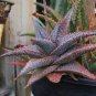 10 PCS Seeds Aloe gilbertii Succulents Garden Plants