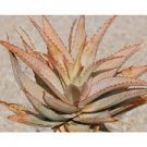 10 PCS Seeds ALOE Glauca Succulents Garden Plants 10 PCS Seeds ALOE Glauca Succulents Garden Plants