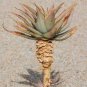 10 PCS Seeds ALOE Glauca Succulents Garden Plants