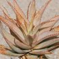 10 PCS Seeds ALOE Glauca Succulents Garden Plants