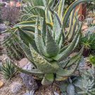 10 PCS Seeds Aloe globuligemma Succulents Garden Plants 10 PCS Seeds Aloe globuligemma Succulents Garden Plants