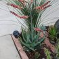 10 PCS Seeds Aloe globuligemma Succulents Garden Plants
