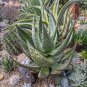 10 PCS Seeds Aloe globuligemma Succulents Garden Plants