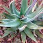 10 PCS Seeds Aloe globuligemma Succulents Garden Plants