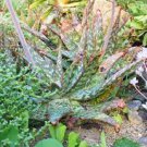 10 PCS Seeds Aloe grandidentata Succulent Garden Plants 10 PCS Seeds Aloe grandidentata Succulent Garden Plants