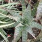 10 PCS Seeds Aloe grandidentata Succulent Garden Plants