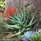 10 PCS Seeds ALOE Hereroensis Succulents Garden Plants 10 PCS Seeds ALOE Hereroensis Succulents Garden Plants
