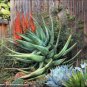 10 PCS Seeds ALOE Hereroensis Succulents Garden Plants