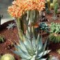 10 PCS Seeds ALOE Hereroensis Succulents Garden Plants