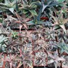 10 PCS Seeds Aloe isaloensis Succulents Garden Plants