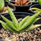 10 PCS Seeds Aloe lineata Succulents Garden Plants 10 PCS Seeds Aloe lineata Succulents Garden Plants