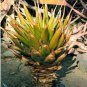 10 PCS Seeds Aloe lineata Succulents Garden Plants