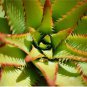 10 PCS Seeds Aloe lineata Succulents Garden Plants