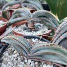 10 PCS Seeds Aloe Love Heart Shape Suprafoliata