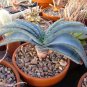 10 PCS Seeds Aloe Love Heart Shape Suprafoliata
