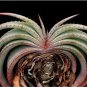 10 PCS Seeds Aloe Love Heart Shape Suprafoliata