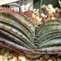 10 PCS Seeds Aloe Love Heart Shape Suprafoliata