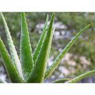 10 PCS Seeds Aloe lutescens Succulents Garden Plants 10 PCS Seeds Aloe lutescens Succulents Garden Plants