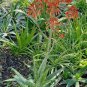10 PCS Seeds ALOE maculata Succulent Garden Plants