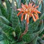 10 PCS Seeds ALOE maculata Succulent Garden Plants