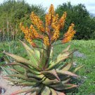 10 PCS Seeds ALOE Marlothii Garden Plants Rare Potted Plants 10 PCS Seeds ALOE Marlothii Garden Plants Rare Potted Plants