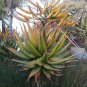 10 PCS Seeds ALOE Marlothii Garden Plants Rare Potted Plants
